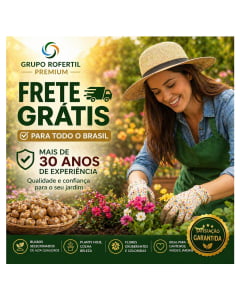 Kit 10 Bulbos de Gladiolo Cores Sortidas Flores Ornamentais Para Jardim